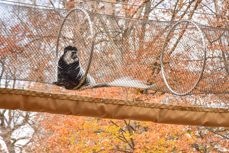 colobus monkey in overhead trail.