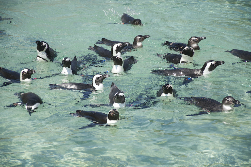 african penguins swimming.