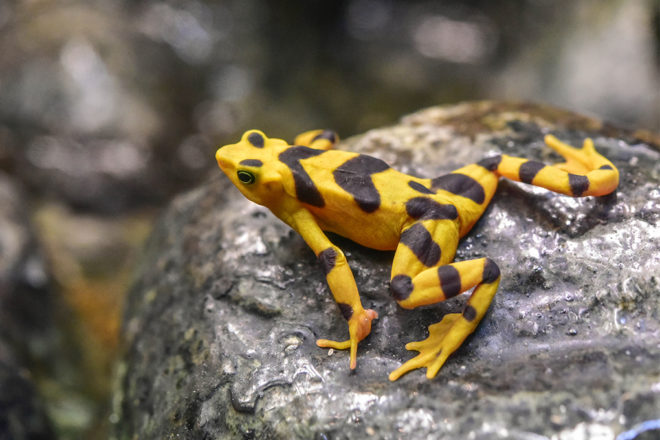 Panamanian Golden Frog