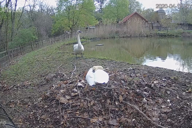 trumpeter swans nesting beside lake.