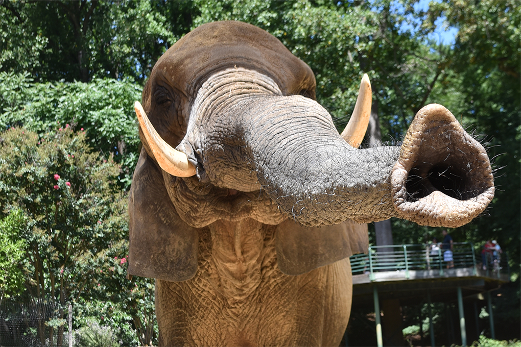 Elephant with trunk extended.