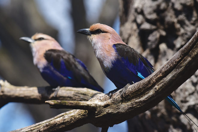 two blue bellied rollers on a branch.