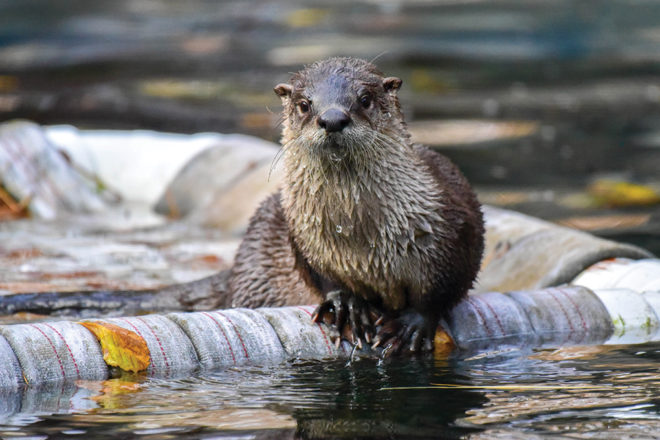 Otter Training image