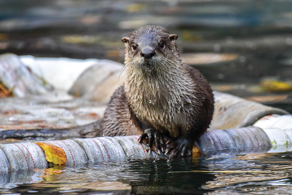 North American river otter.
