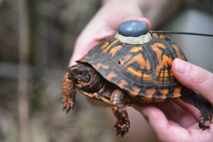 box turtle with tracker attached to its shell.
