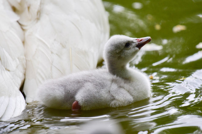 trumpeter swan cygnet in the water.