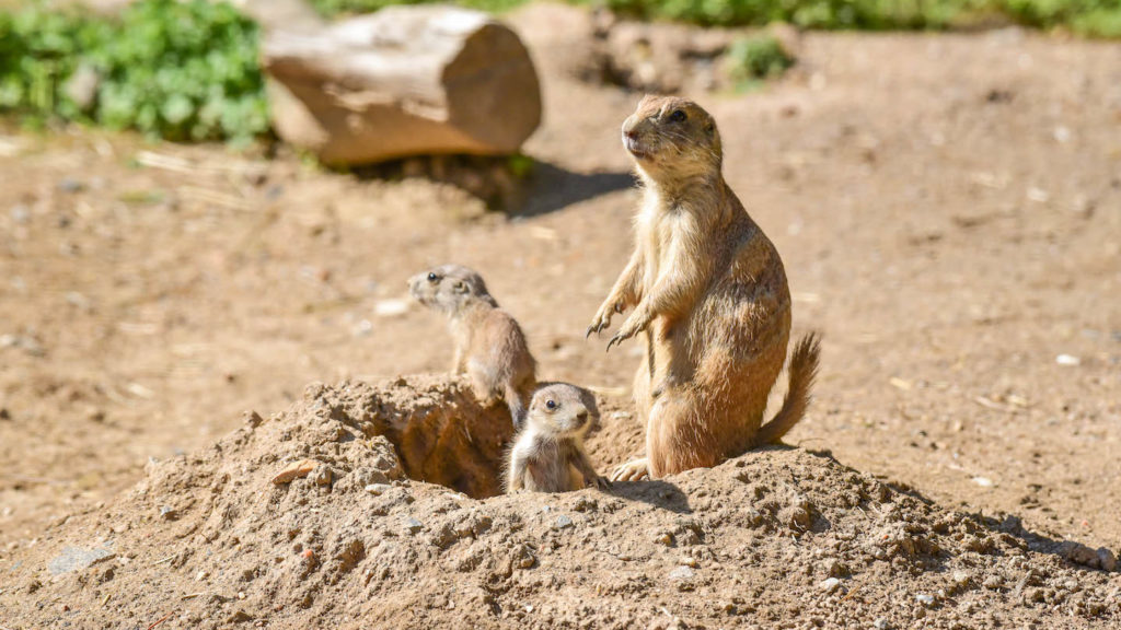 Prairie Dog Pups Make First Appearances At The Maryland Zoo | The Maryland  Zoo