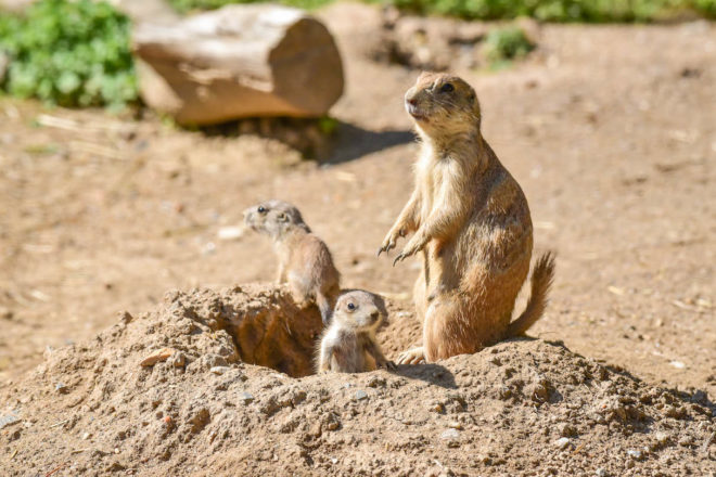 Prairie Dog with Pups.