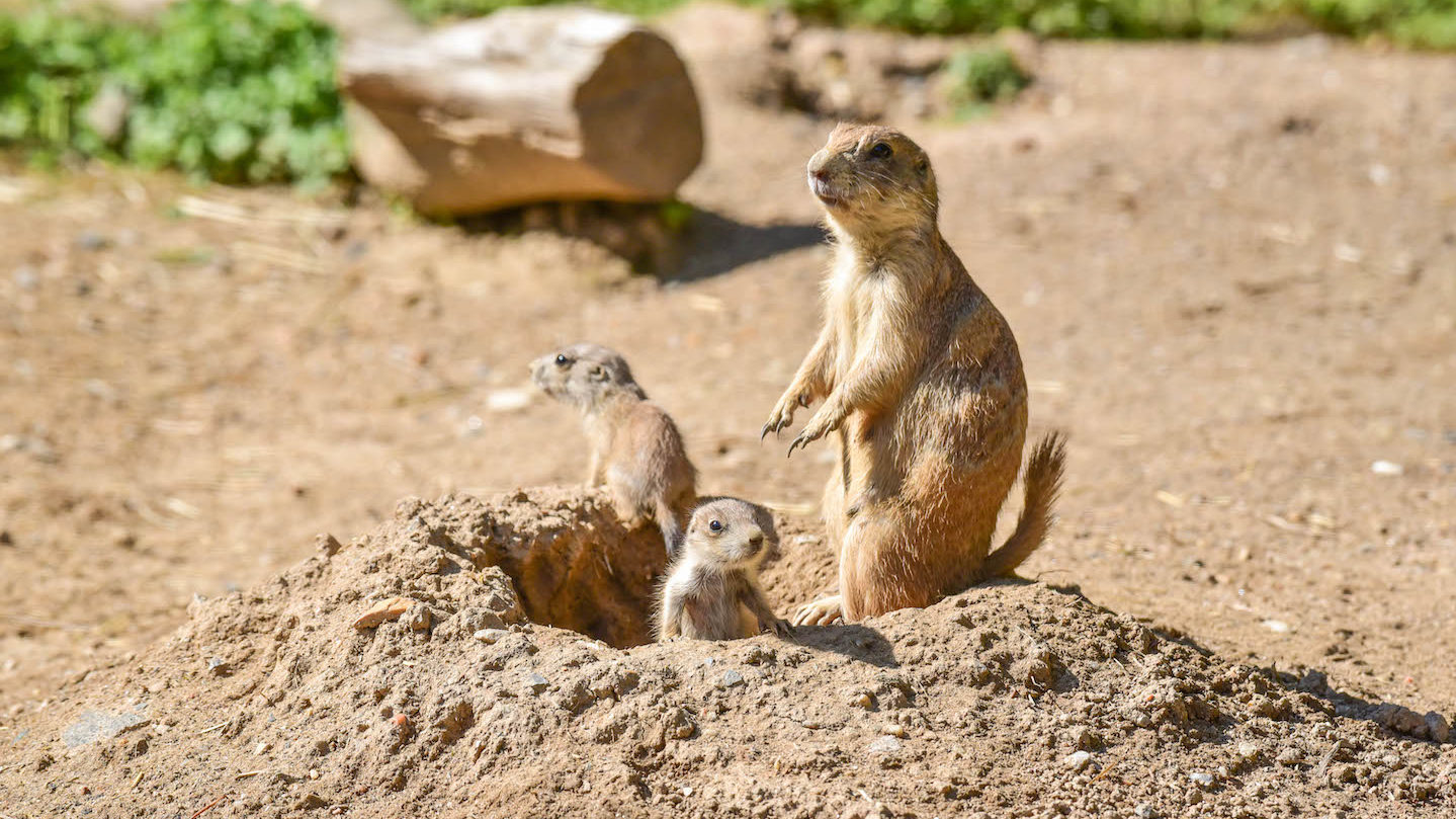 Prairie puppies on sale