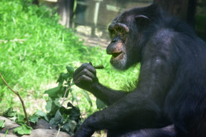 chimpanzee eating a leaf.