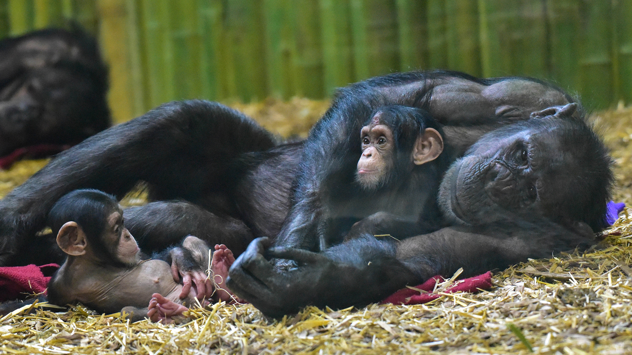 Chimpanzee with two babies.