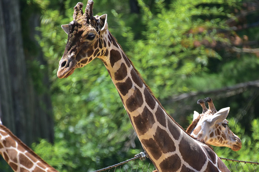 two giraffes.