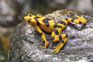 Panamanian golden frog on rock.