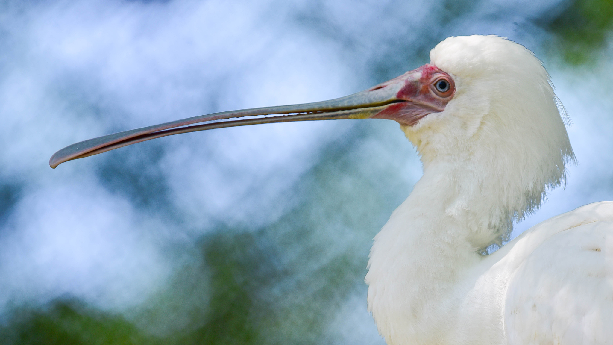 Spoonbill.