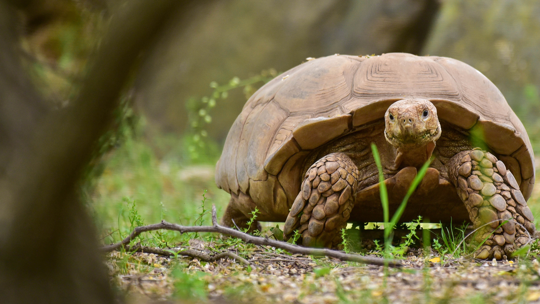 Tortoise in grass.