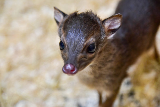 baby blue duiker