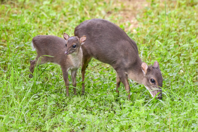 blue duiker with calf