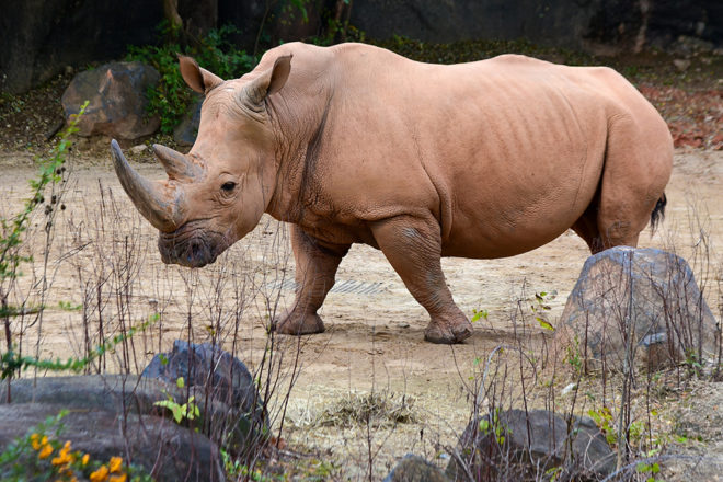 white rhino