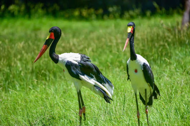 Saddle billed storks