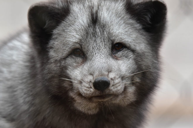 arctic fox