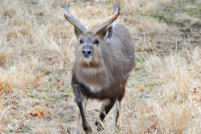 male sitatunga running