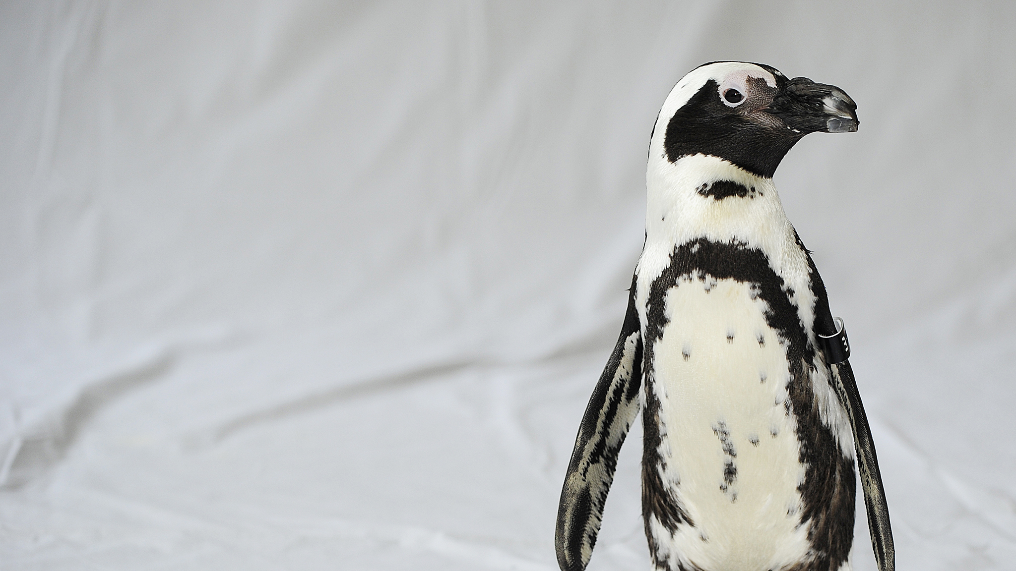 african penguin