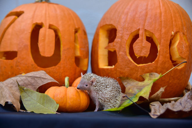 tenrec sitting on table in front of carved pumpkins