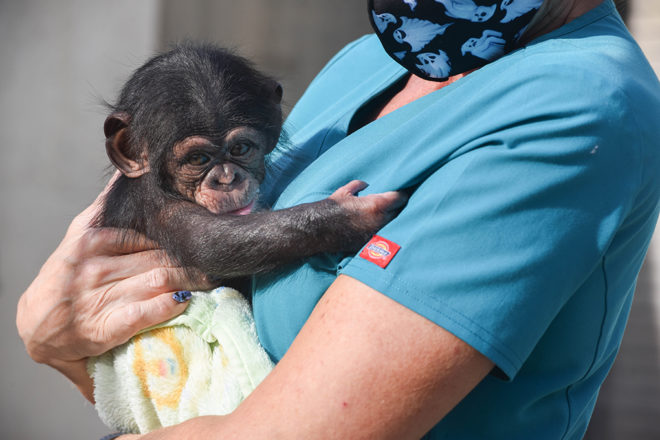 zoo keeper holding baby chimpanzee