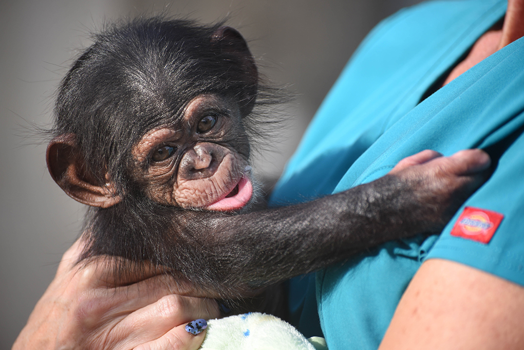 chimpanzee fetus