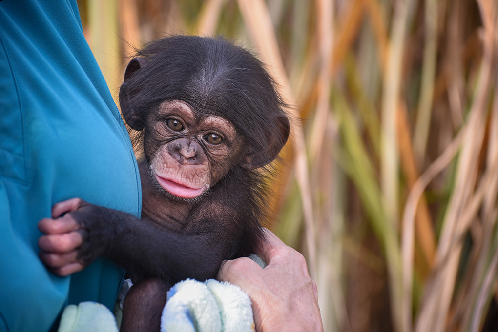 chimpanzee fetus