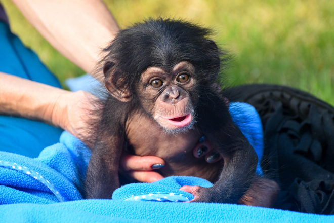 baby chimpanzee on blanket