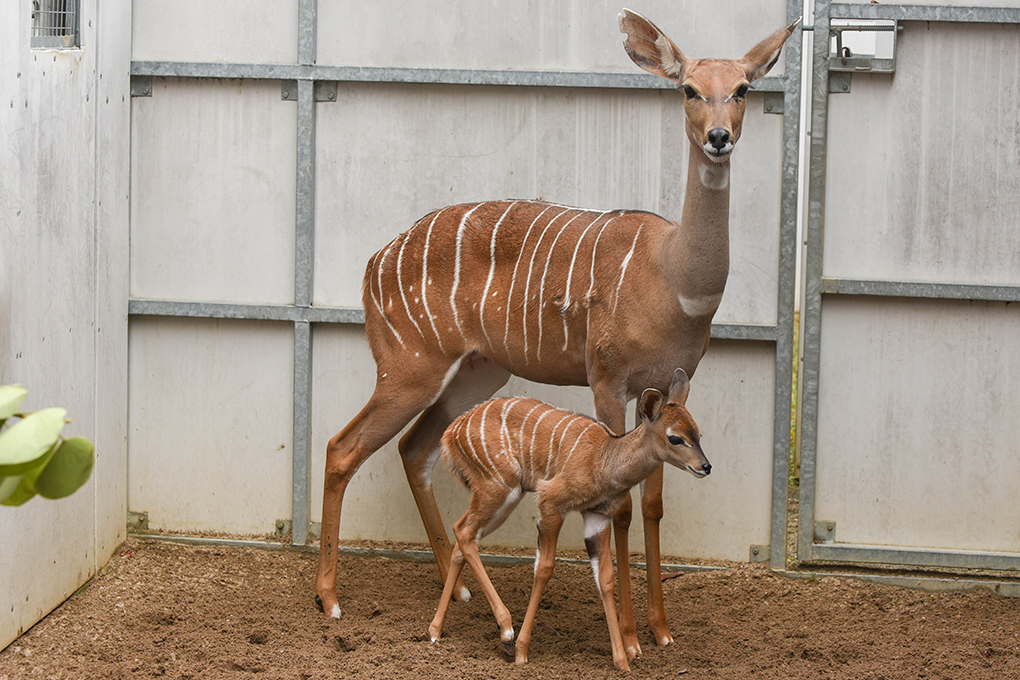 It's a Boy! Maryland Zoo Welcomes New Addition to Kudu Herd | The Maryland  Zoo