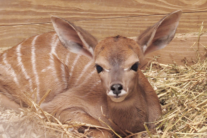 baby kudu in hay