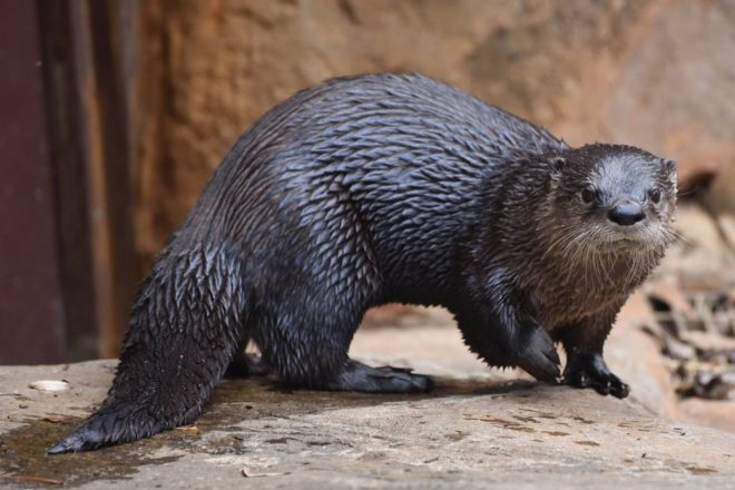 river otter