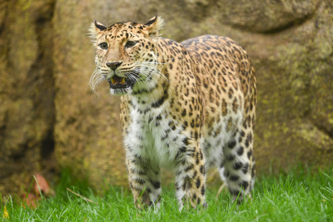 amur leopard in grass
