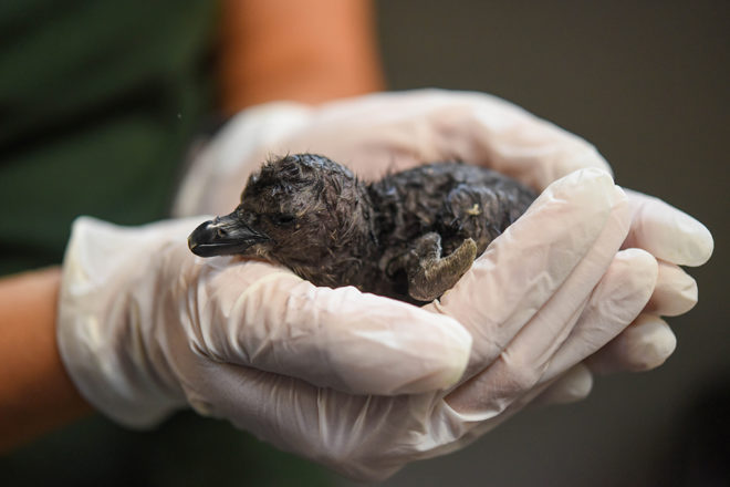 zoo keeper holding african penguin chick