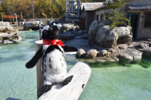 penguin plush in front of penguin habitat