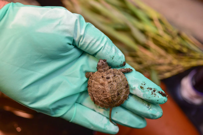 baby wood turtle in hand