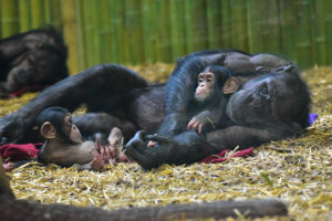 chimpanzee with two babies