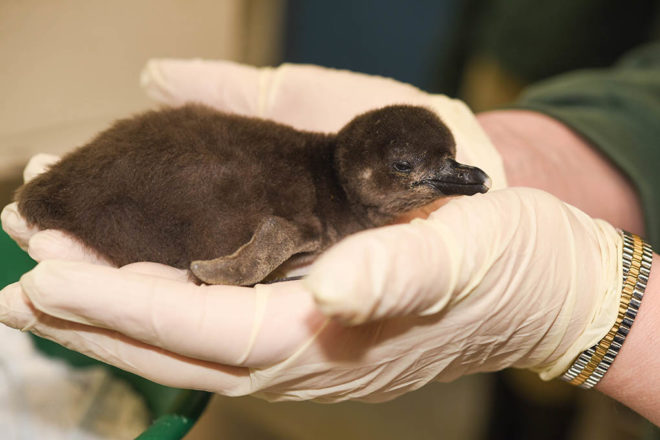 african penguin chick