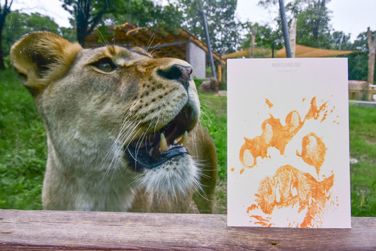 Adopt an Animal | The Maryland Zoo