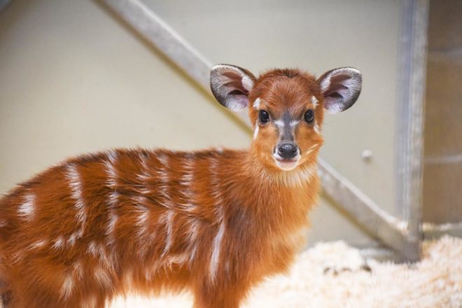 Female sitatunga calf.