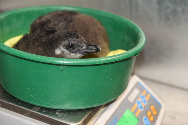 Penguin chick