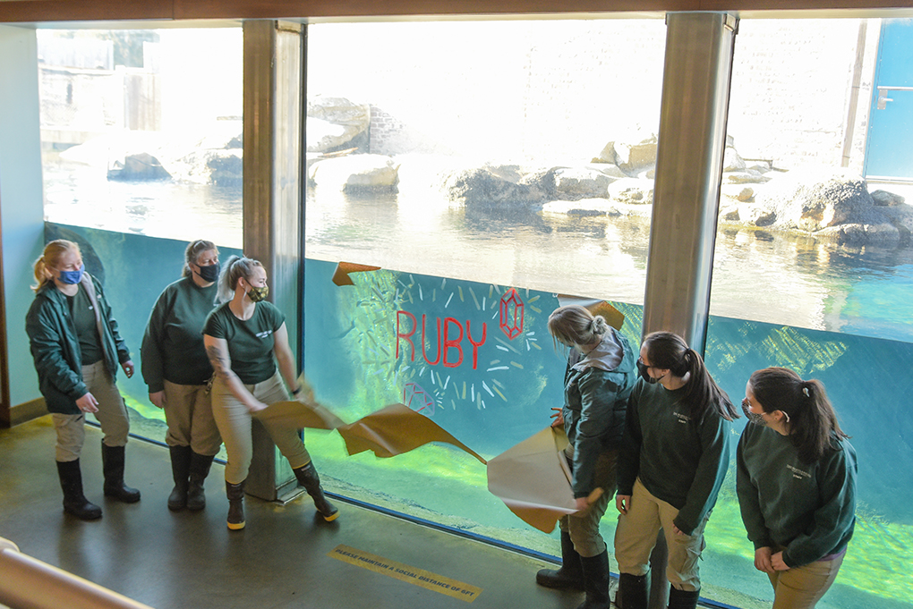 Zookeepers revealing name Ruby written on glass viewing window