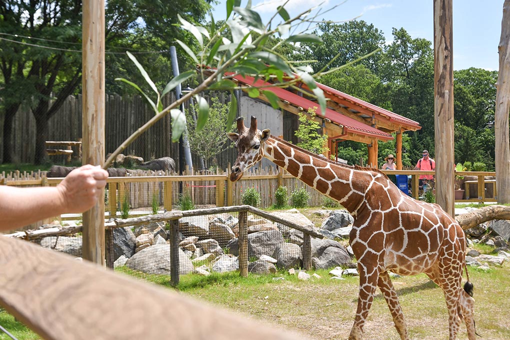 Guest holding browse out to giraffe at the Feeding Station.