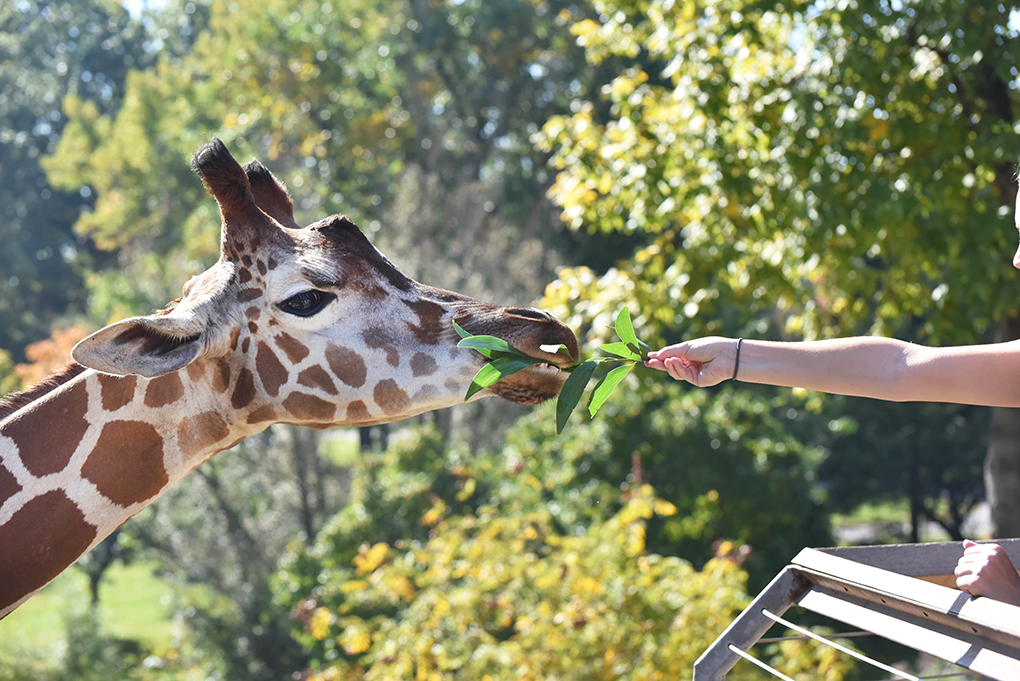 Guest holding browse out to giraffe at the Feeding Station.