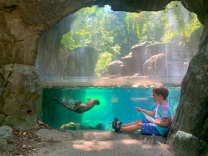 Child sitting in front of otter habitat, otter swimming underwater.