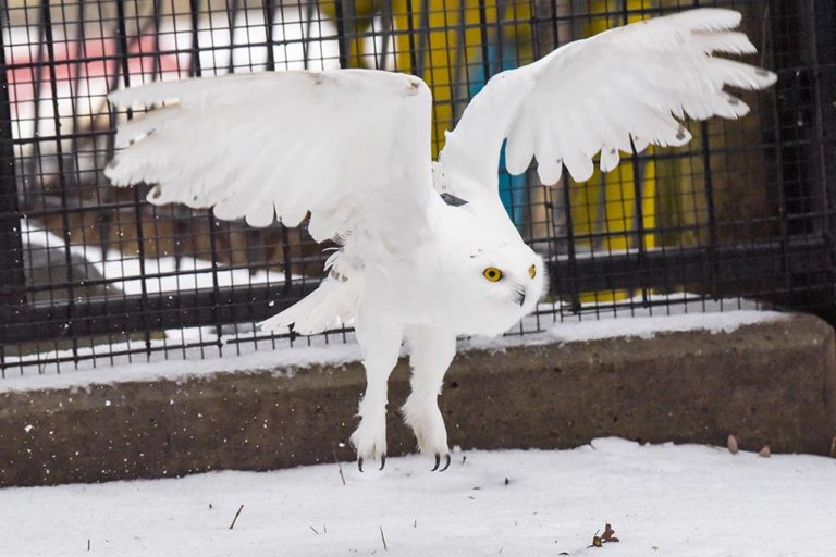 Snowy owl flying with tracker on its back.