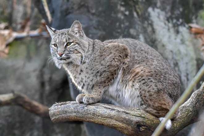 bobcat on tree branch.