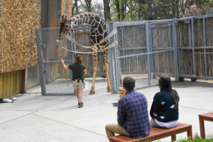 Zoo keeper training giraffe with guests watching.